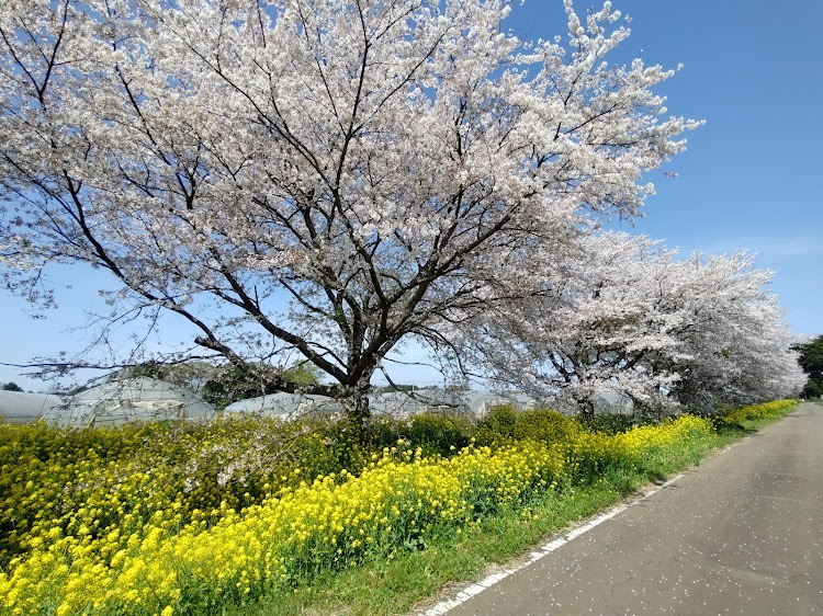 の投稿画像5枚目