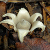 Earthstar