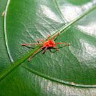 Long-legged Velvet Mite