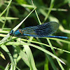 Banded Demoiselle