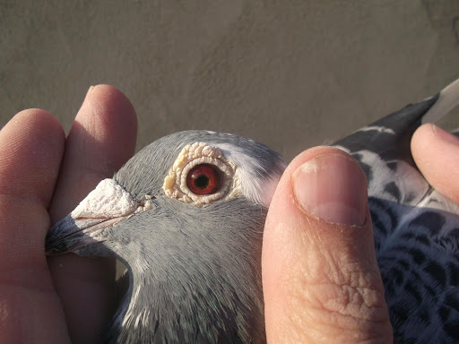 Racing Pigeons for Sale