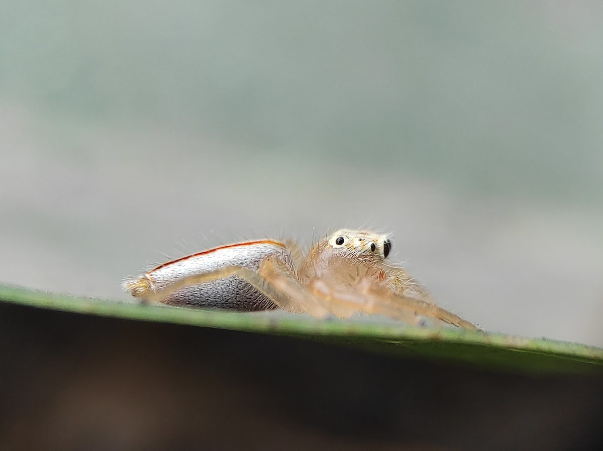 Two-striped jumper