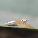 Two-striped jumper