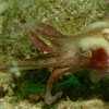 Crinoid Cuttlefish