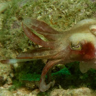 Crinoid Cuttlefish