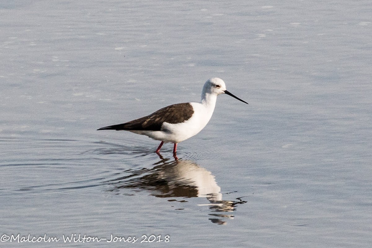 Black-winged Stilt