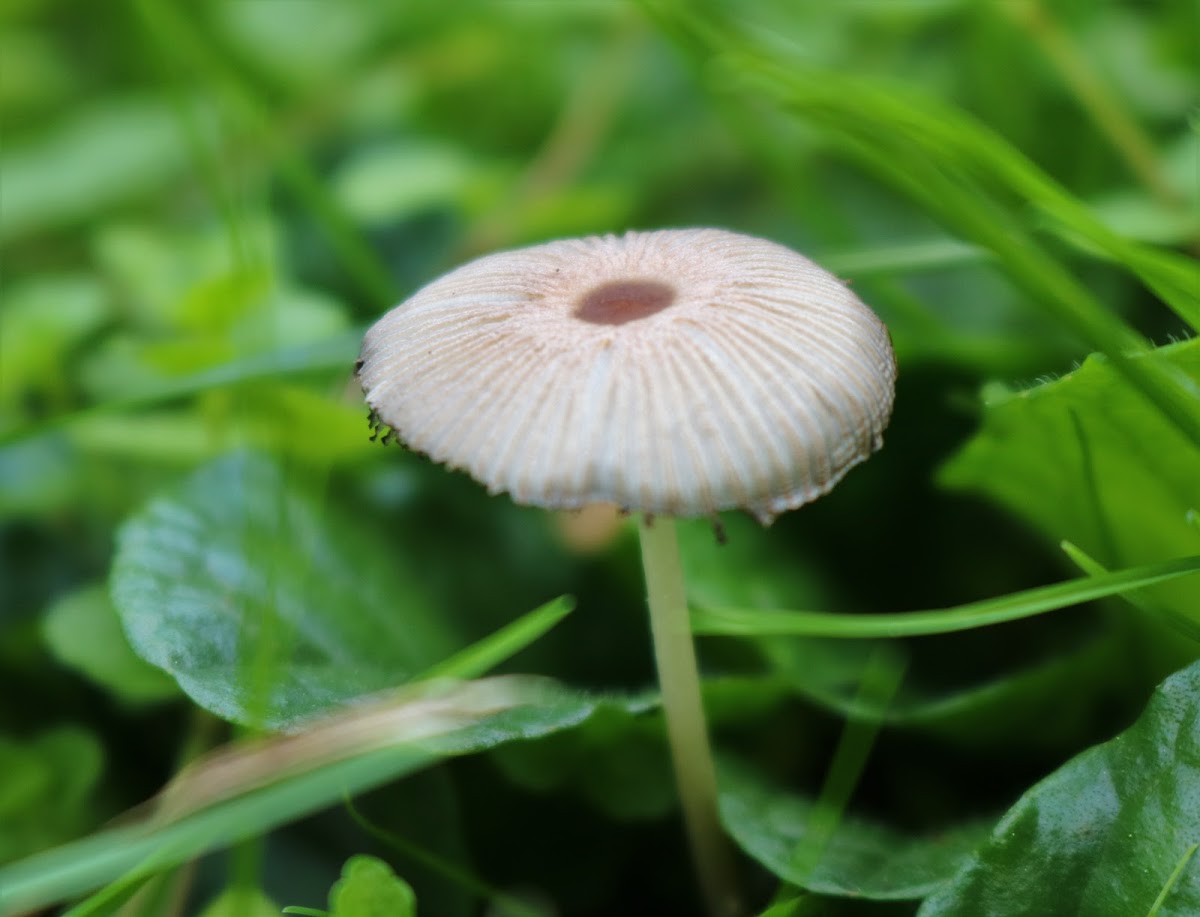 Japanese Parasol