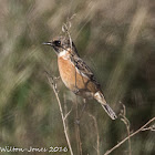 Stonechat; Tarabilla Común