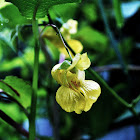 Pale Jewelweed