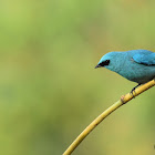 Verditer Flycatcher