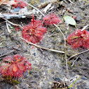 Spoonleaf Sundew