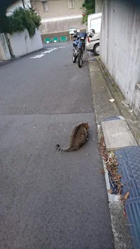 モップ君とあれみの出会い♥