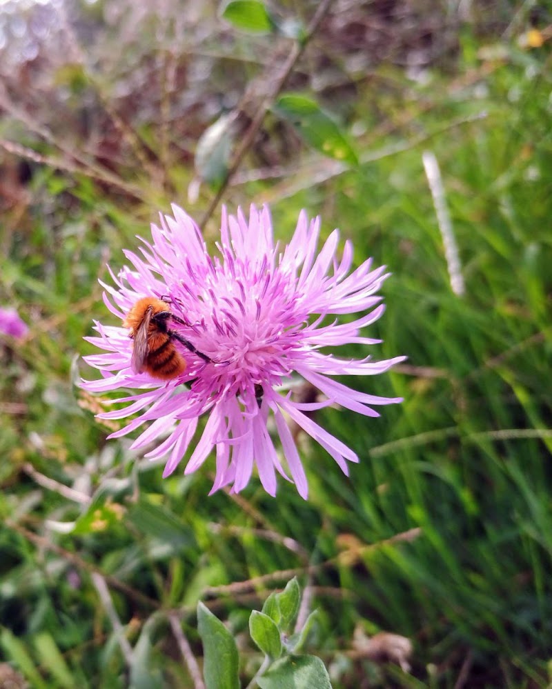 Profumo di primavera  di Taztazmania