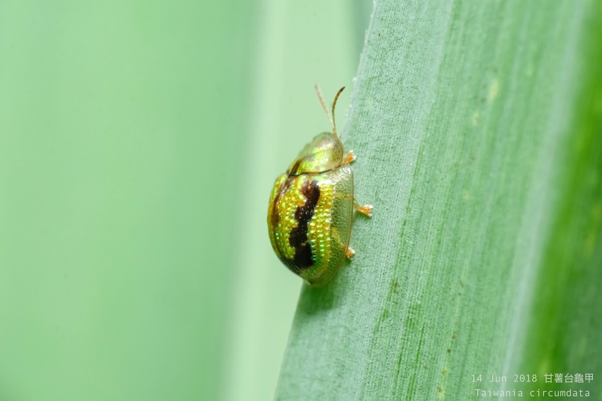 Taiwania circumdata 甘薯台龜甲