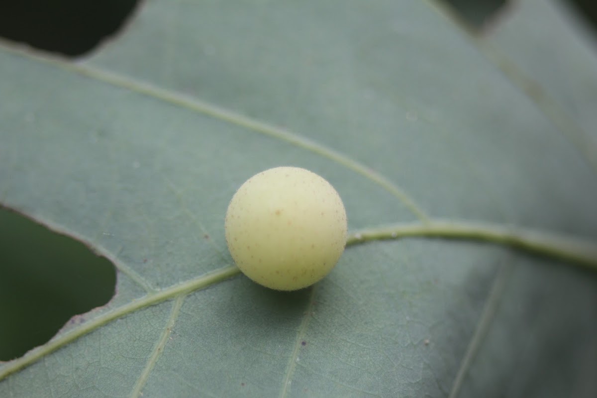 Unknown Oak Gall