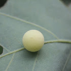 Unknown Oak Gall