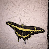 King Swallowtail