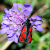 Slender Scotch Burnet