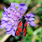 Slender Scotch Burnet