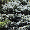 Blue Spruce