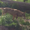 Red wolf