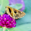 TAWNY-EDGED SKIPPER