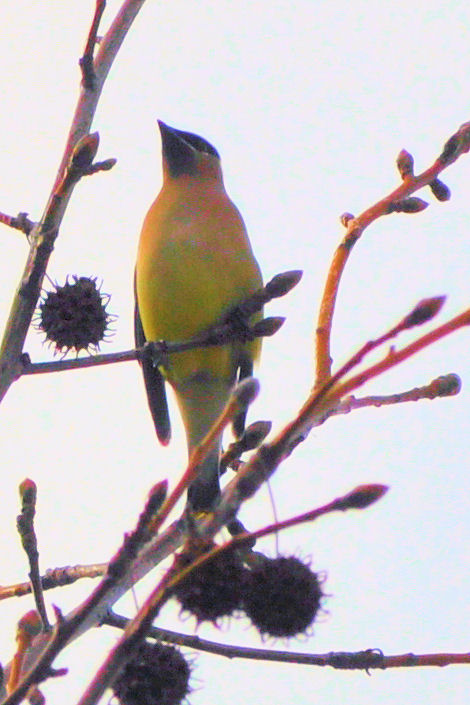 Cedar Waxwing