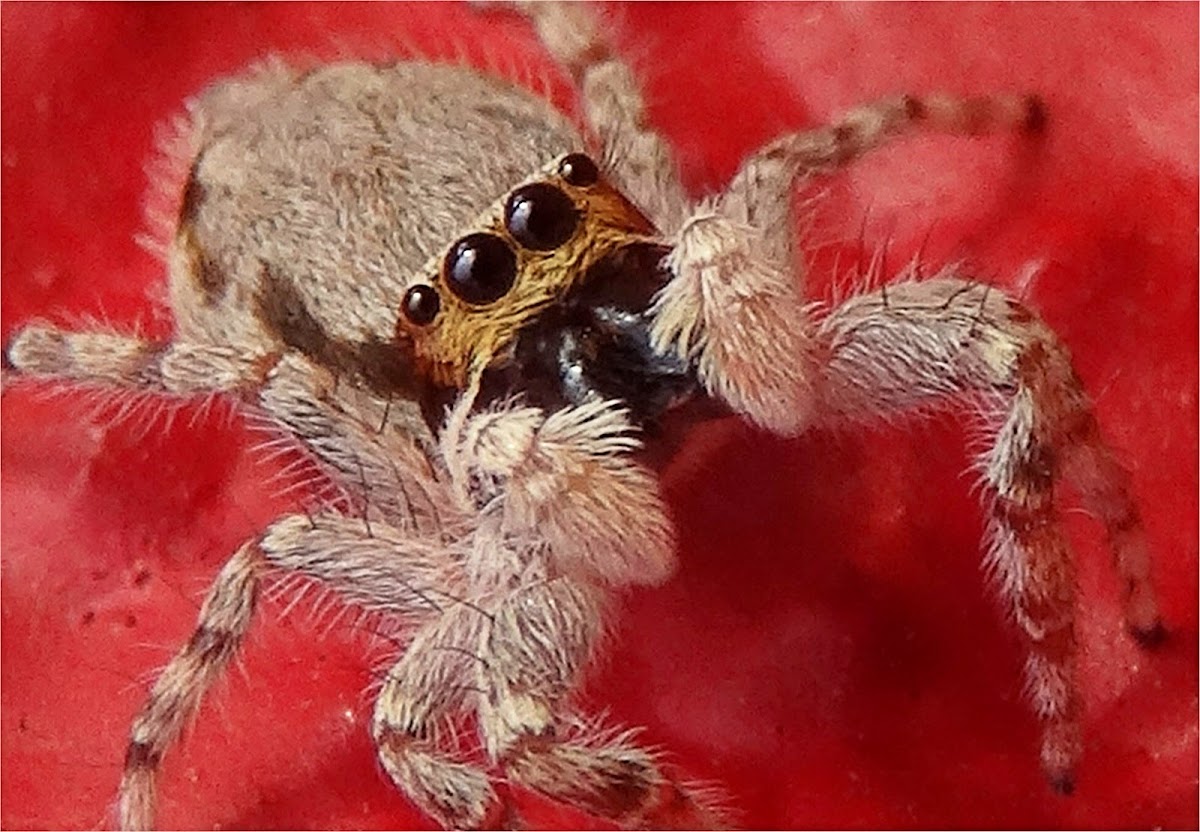 Gray Wall Jumper