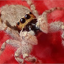 Gray Wall Jumper