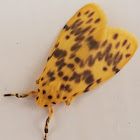 Lichen moth