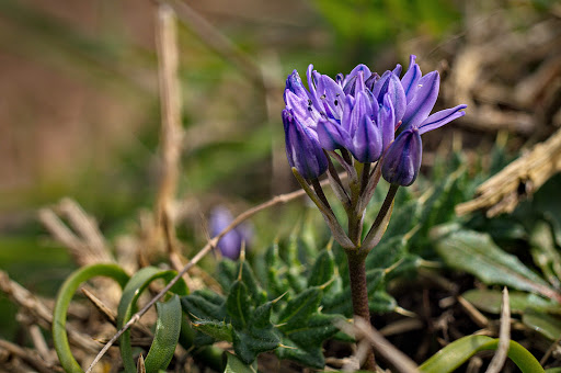 Scilla verna