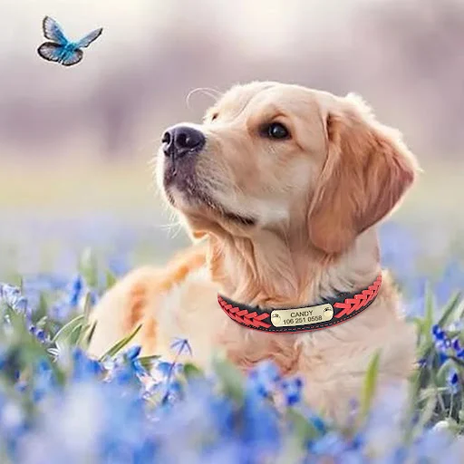 Personalized Dog Collar Leather Padded Dogs Braided Collars Free Engraving Pet ID Tag Nameplate for Small Medium Large D