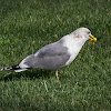 California Gull