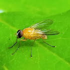 Ceromya tachinid fly