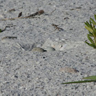 Least Tern