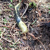 Pacific Banana Slug