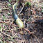 Pacific Banana Slug