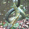 Giant Bird Snake, Yellow-bellied Puffing Snake