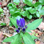 Bottle Gentian