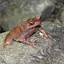 Palawan Horned Frog