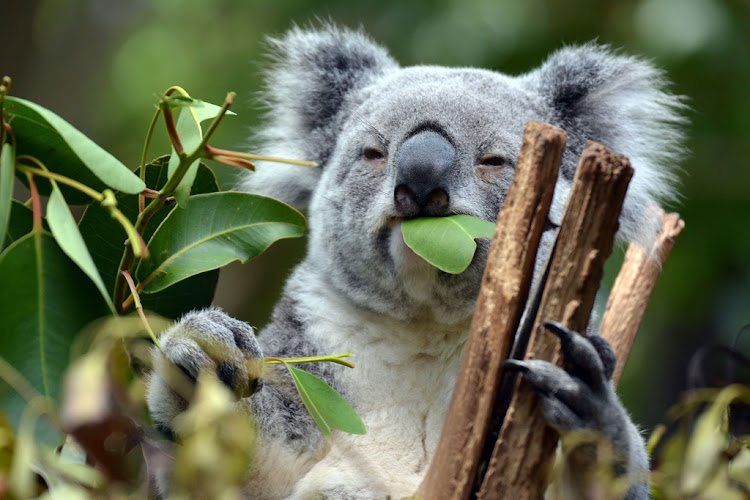 Image result for koala