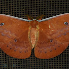 Saturniid Moth