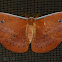 Saturniid Moth