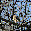 Red Shouldered Hawk