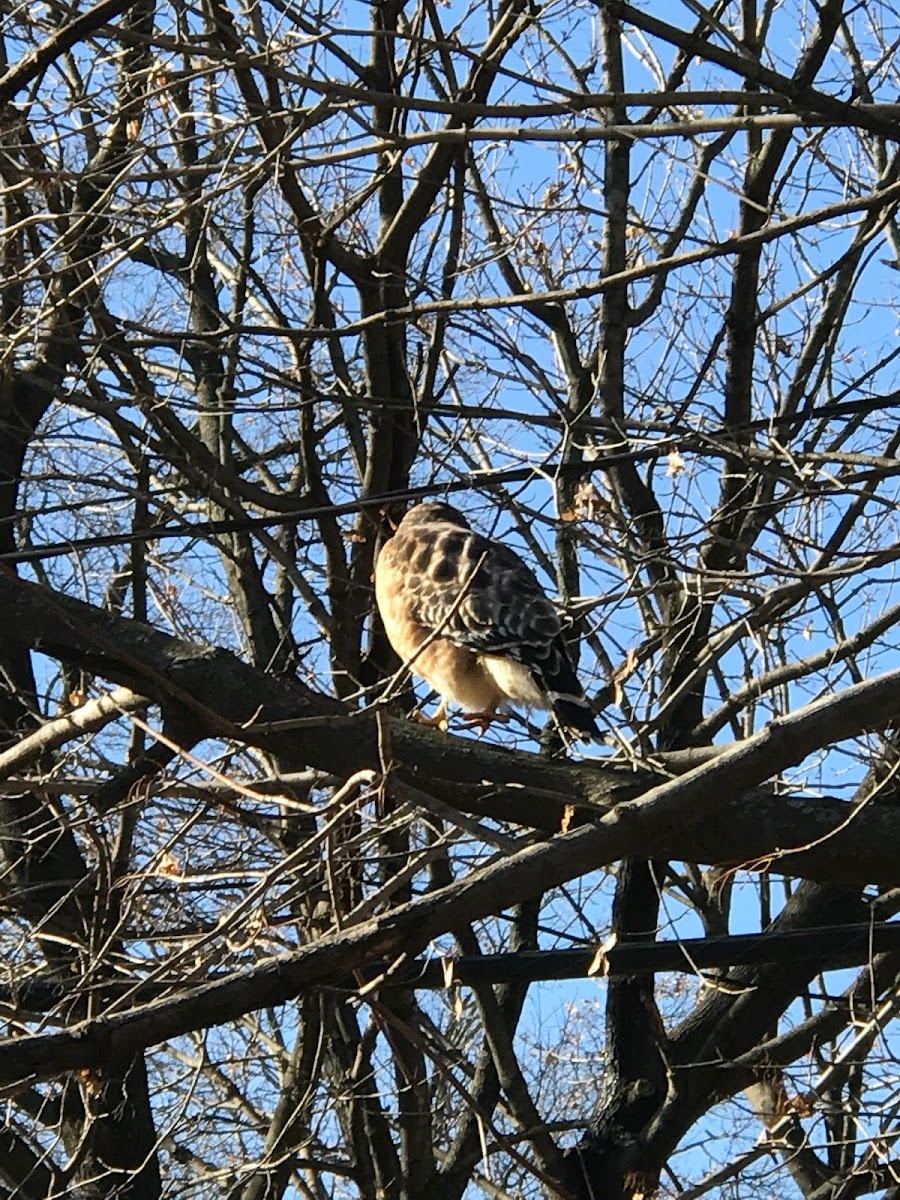 Red Shouldered Hawk